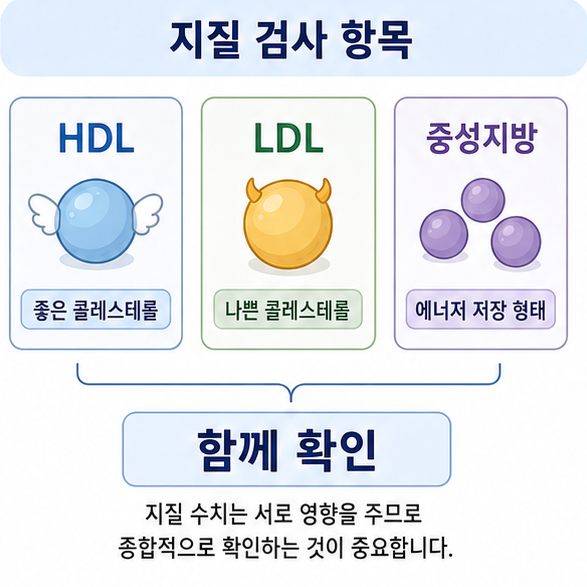 HDL과 LDL, 중성지방을 함께 확인해야 한다는 혈중 지질 검사 항목 비교 이미지