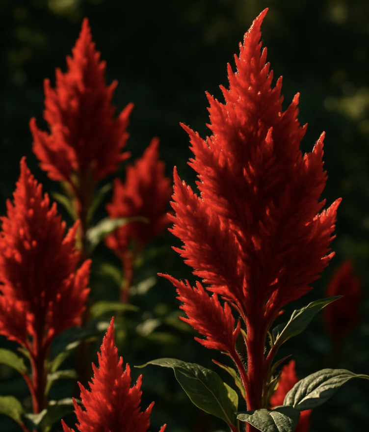 한여름 뙤약볕, 맨드라미의 전성기