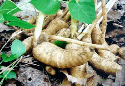 천마뿌리 새순