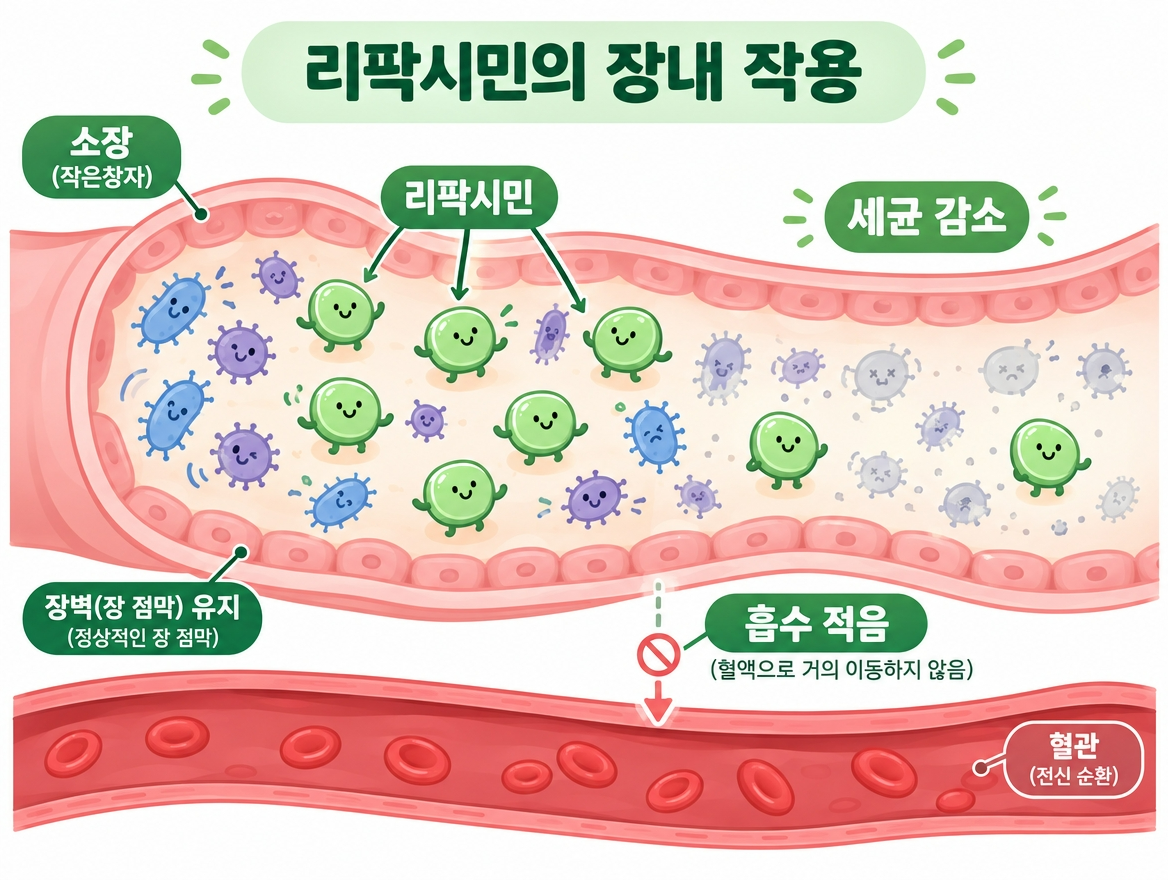 리팍시민 효과 부작용 장 안에 머무는 항생제