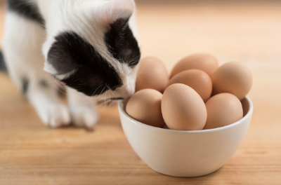 알을 맡는 고양이