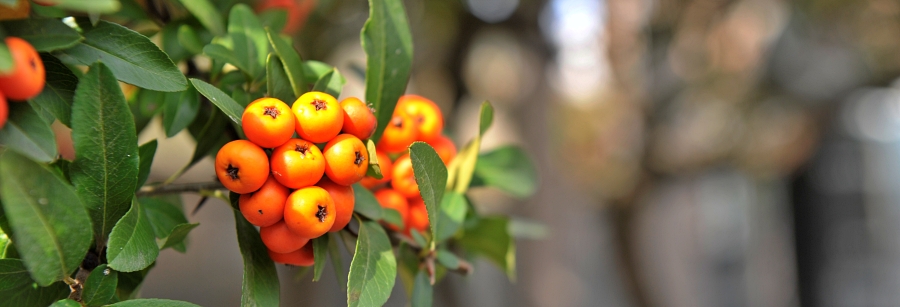 추수감사절 기도문