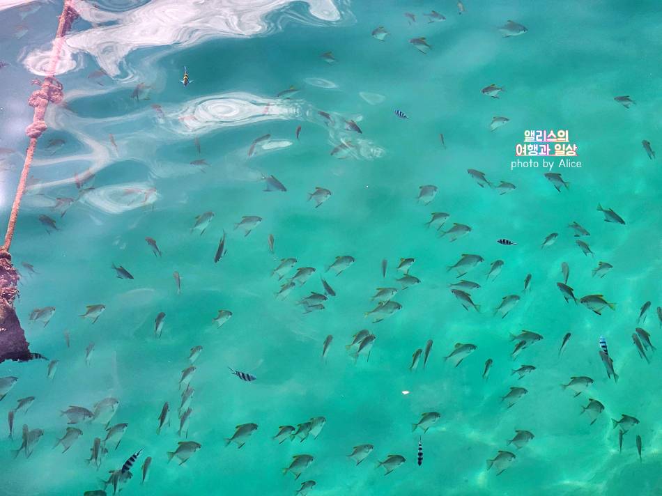 코타키나발루 씨워킹 사피섬 & 마누칸섬 투어 추천 예약 후기