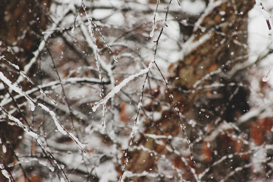 Snowy Day