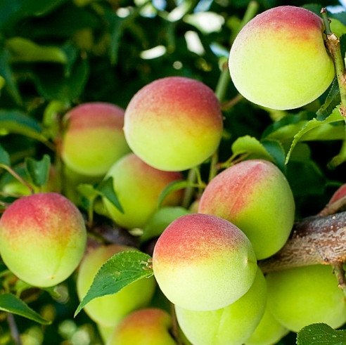 명품매실 남고 천매