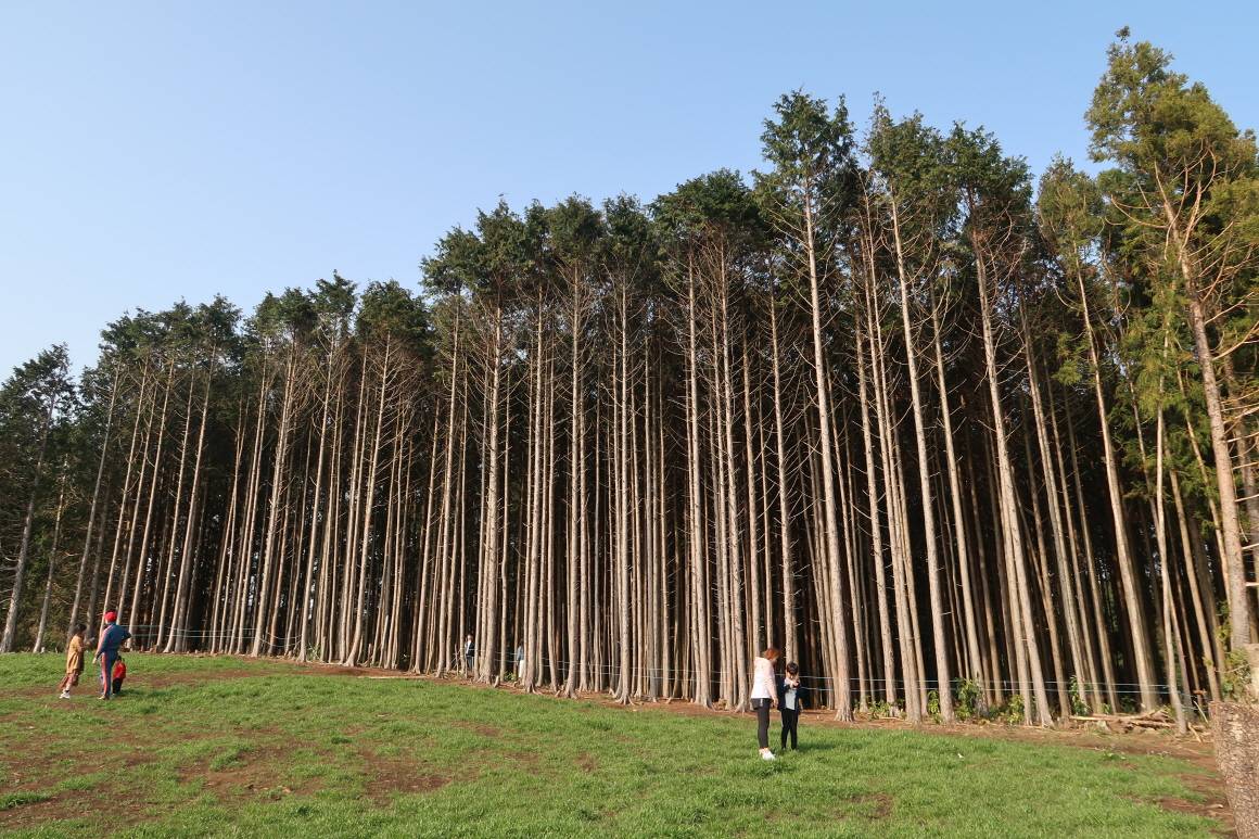 안돌오름 비밀의 숲