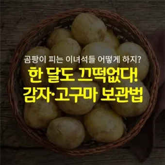 감자 보관법과 오래 신선하게 두는 꿀팁_2
