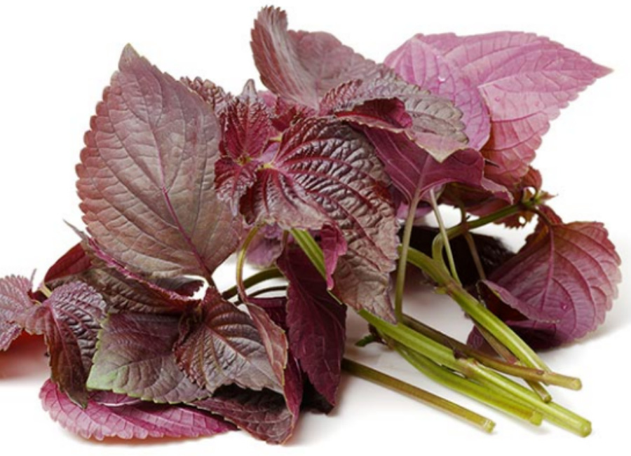 야생에서 채취를 한 차조기잎, 즉 자소엽을 깨끗하게 세척을 한 후에 하얀 바닥 위에 여러 개를 수북하게 놓아두고 찍은 사진