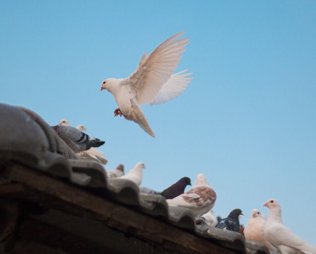 Pigeon