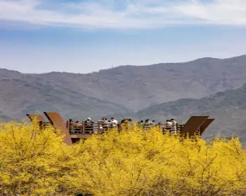 구례 산수유축제_6