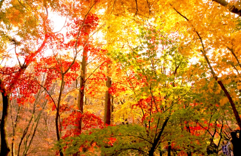 청계산 단풍놀이