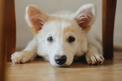 누워있는 강아지