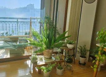 플랜테리어 거실 식물배치 물주기 습도관리 초보 인테리어 팁_3