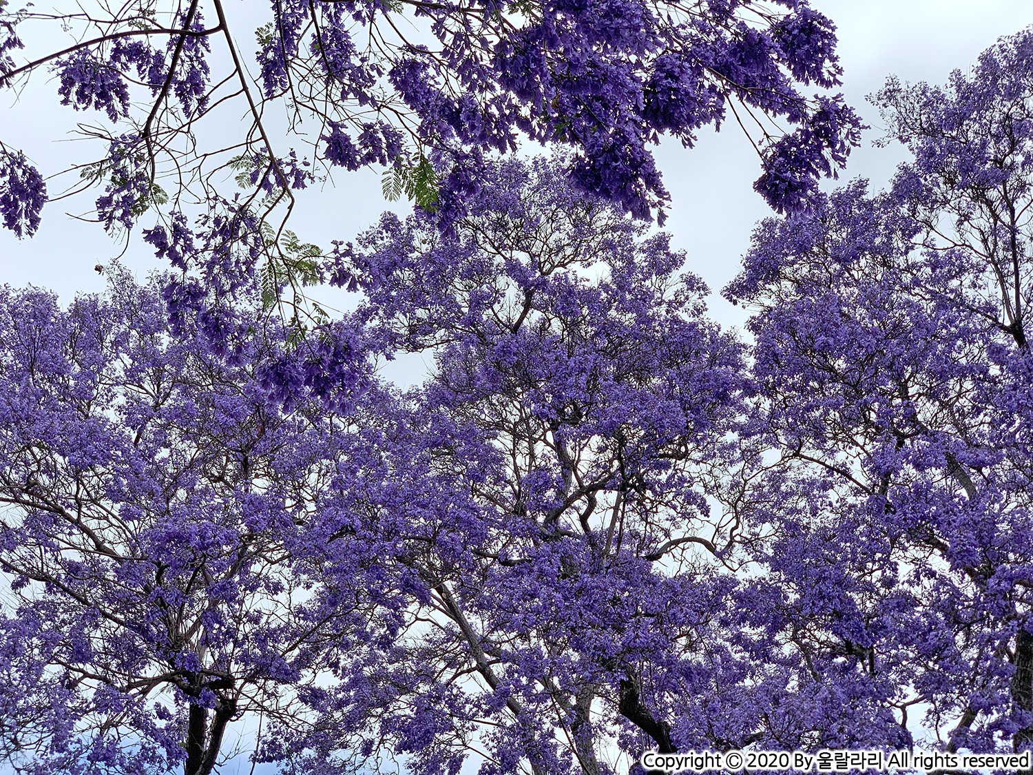 jacaranda blossom in orange county southern california