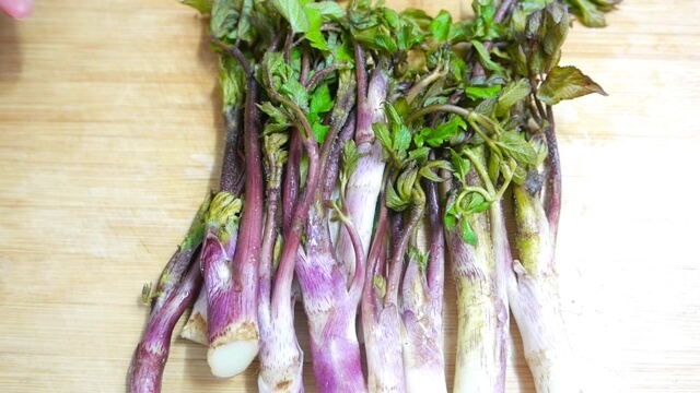 땅두릅 생두릅 모습