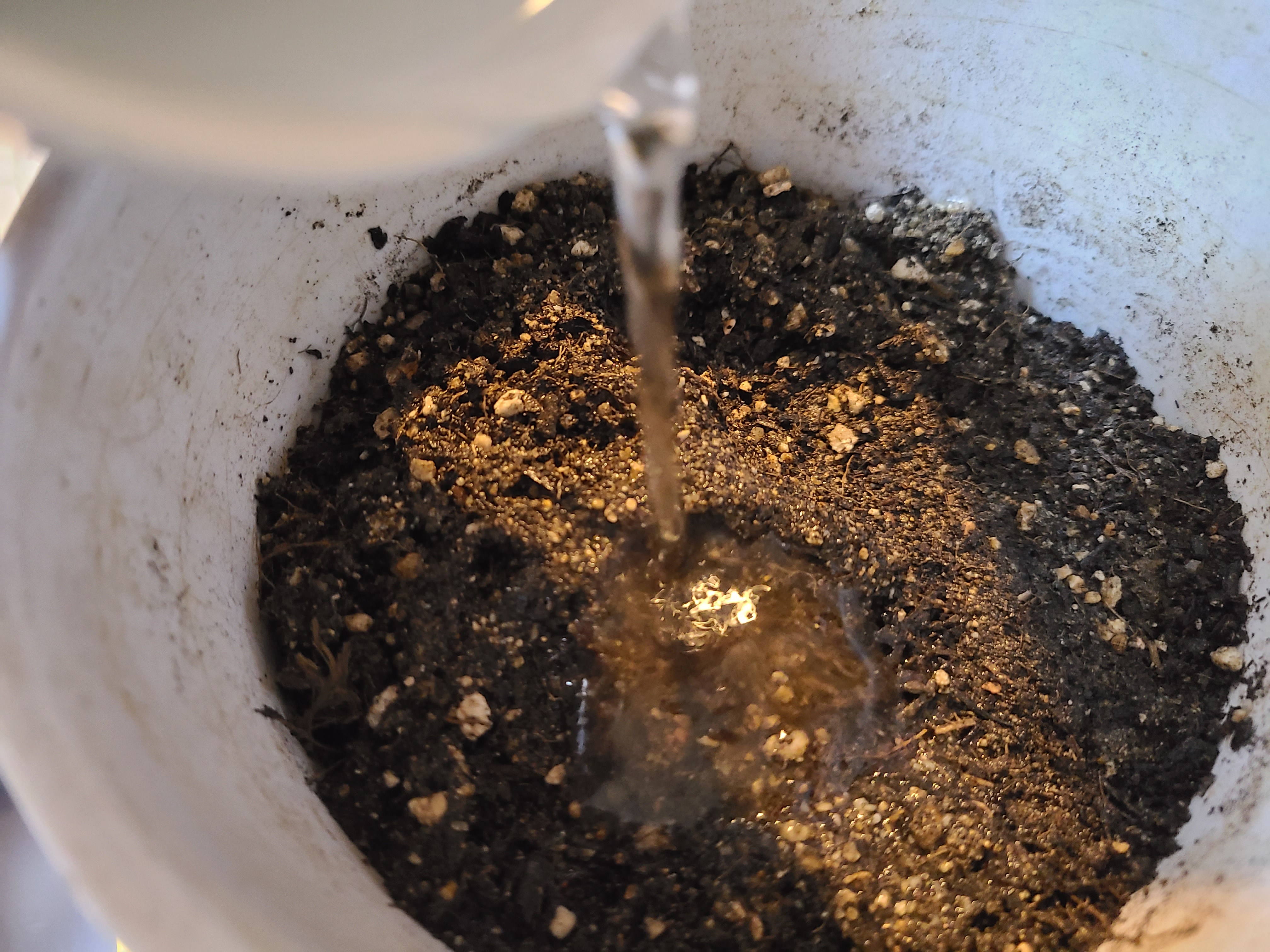 화문 흙에 물 붓기