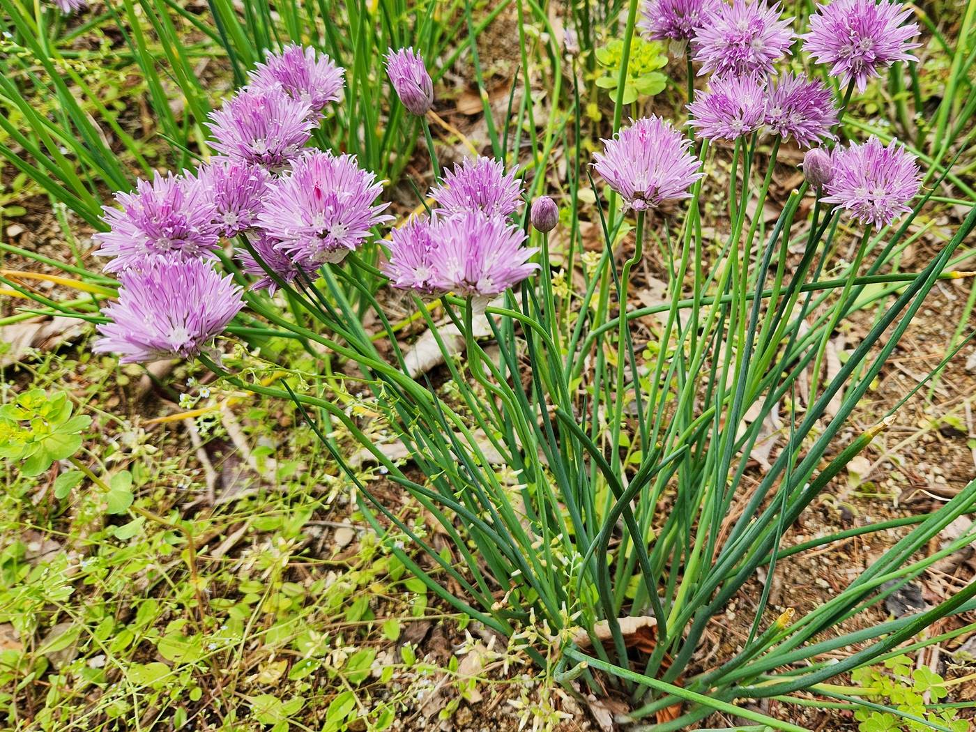 차이브 (골파) chive