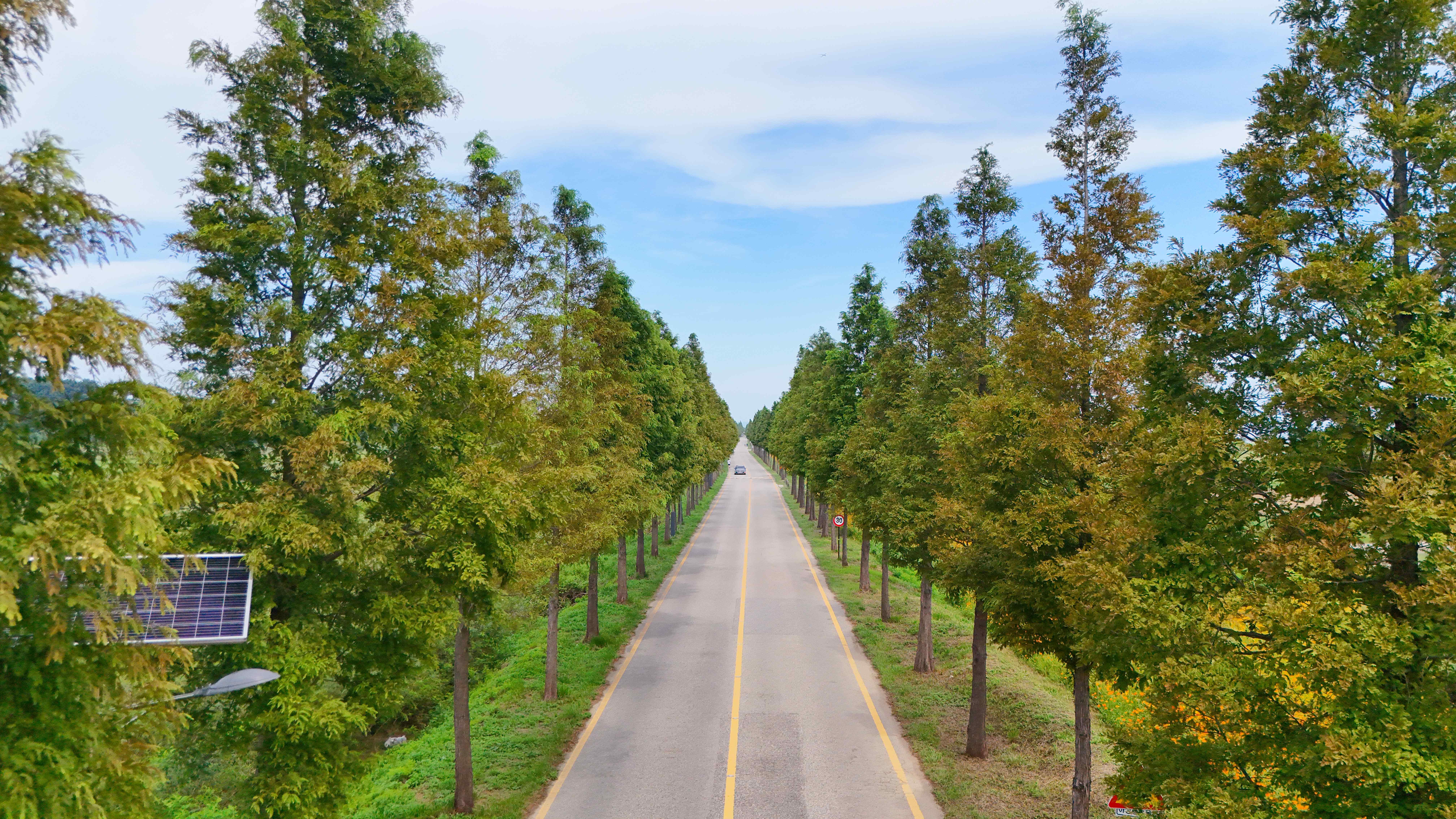 대부도 바다향기테마파크 코스모스
