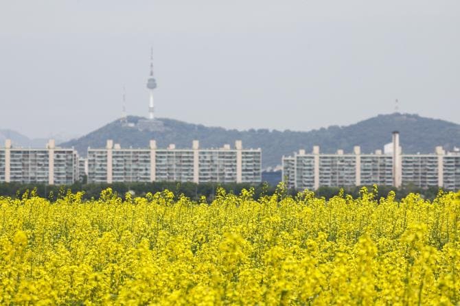 2024 한강 서래섬 유채꽃 축제 일정 정보&amp;#44; 장소 위치&amp;#44; 가는길&amp;#44; 놀거리