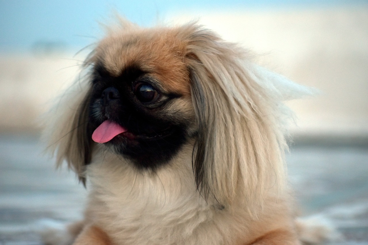 페키니즈(Pekingese)