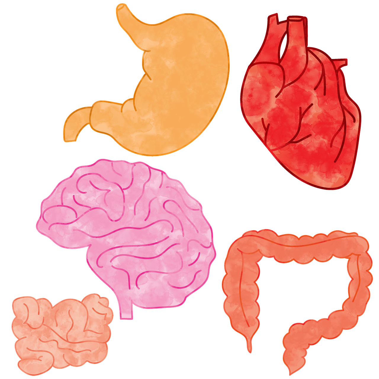 3D 바이오프린팅으로 제작 가능한 인체 조직과 장기 종류