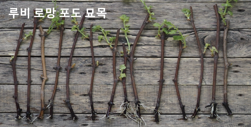 루비로망 포도 묘목