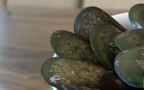 초록입홍합 사진