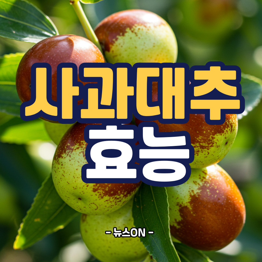 사과대추 효능
