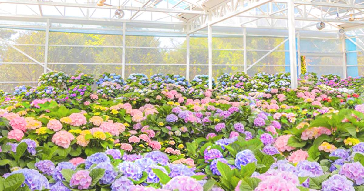 휴애리 주말야시장