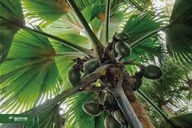 쏘팔메토 부작용 가능성