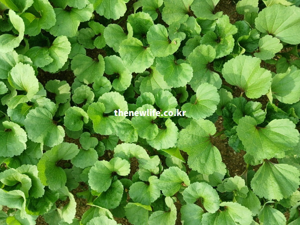 섬유질이 연하고 부드러워 소화가 잘 되는 신선한 아욱 잎들이 밭에 가득 자라난 실물 사진