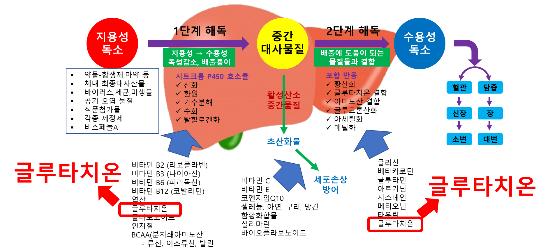 간 해독 과정