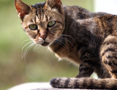 이쪽을 바라보는 마른 고양이.
