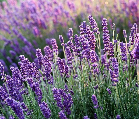 2025 고창 청농원 라벤더 축제: 보랏 빛 힐링의 계절이 돌아왔다!