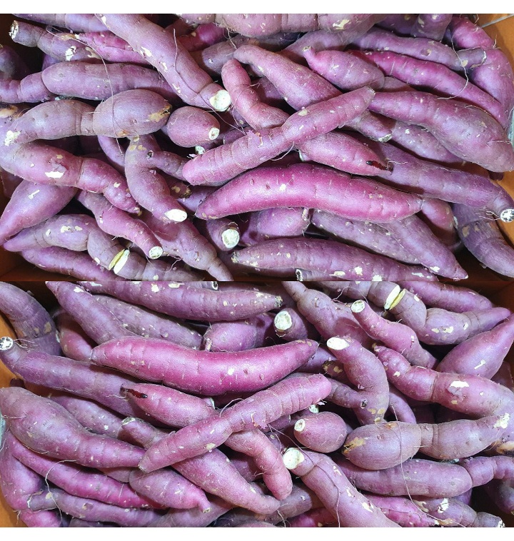 고구마-효능-12가지