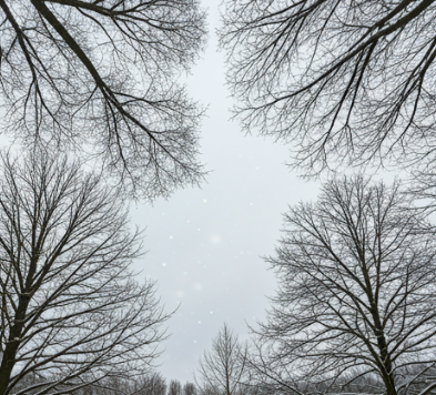 겨울의 시작 이미지