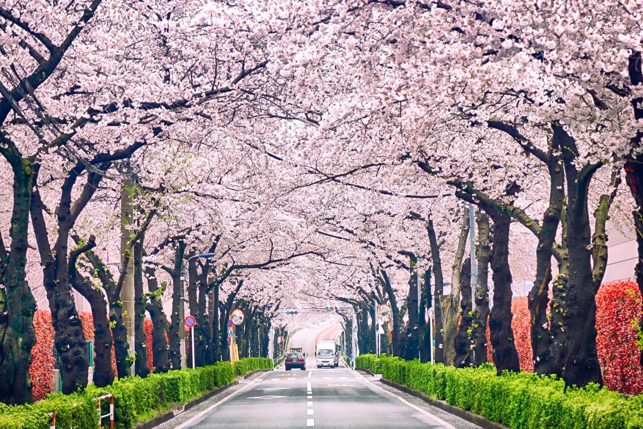 2025 벚꽃놀이 개화시기, 추천 TOP 5, 주차 꿀팁