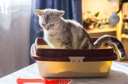 고양이 고양이.