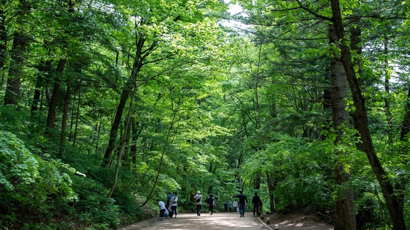 오대산 전나무숲길