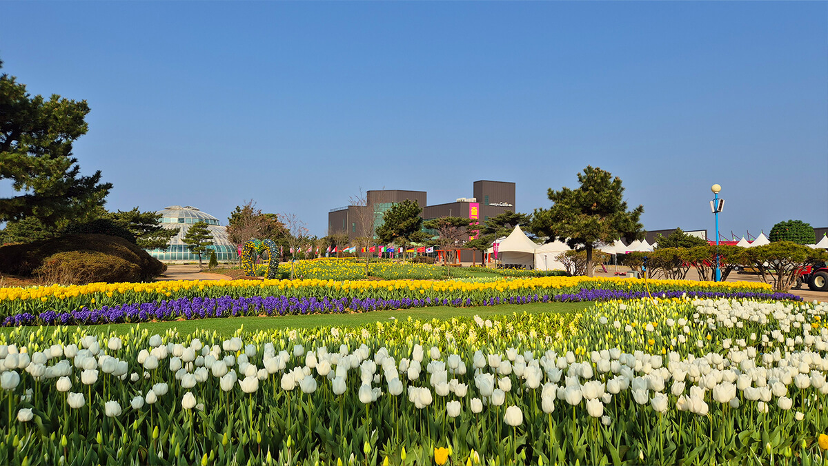 태안 튤립축제