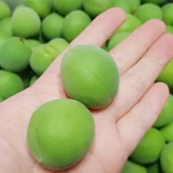 매실 수확시기_17