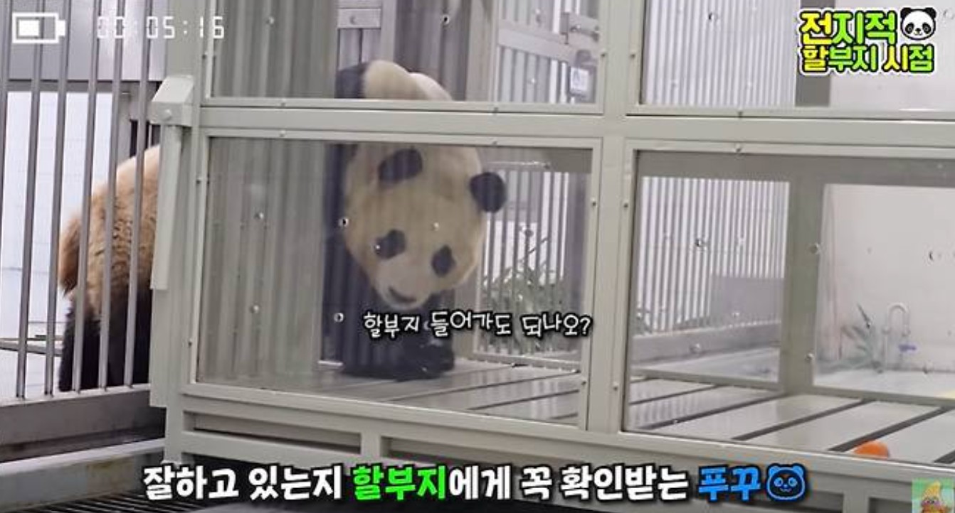 푸바오 중국 반환