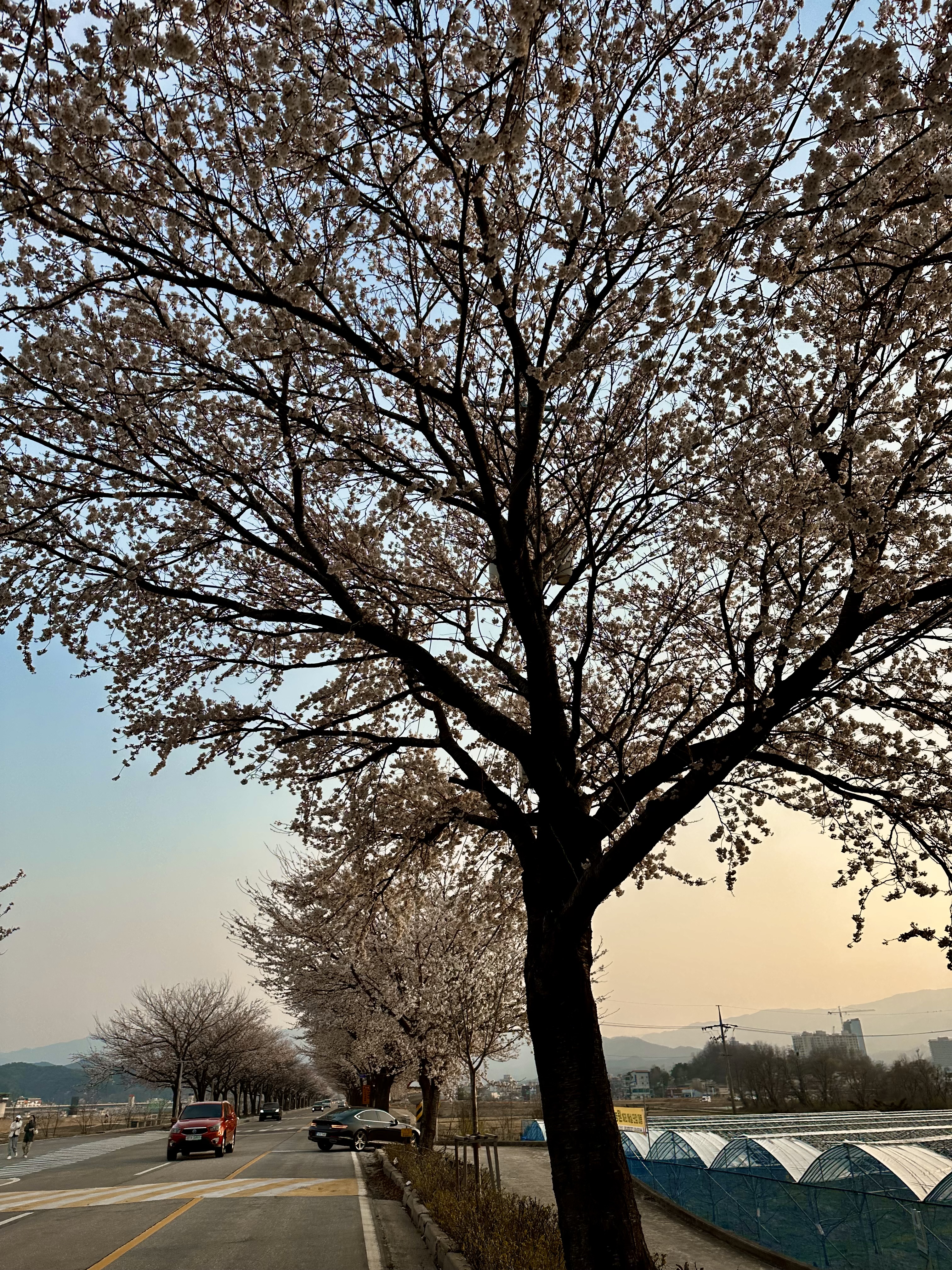 양양남대천벚꽃길