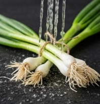 김장 쪽파 심는 시기