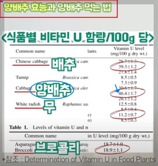 양배추-효능
