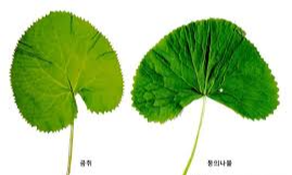 봄철 산나물의 여왕&amp;#44; 곰취! 곰취 효능부터 아이와 함께하는 요리까지 완벽 가이드