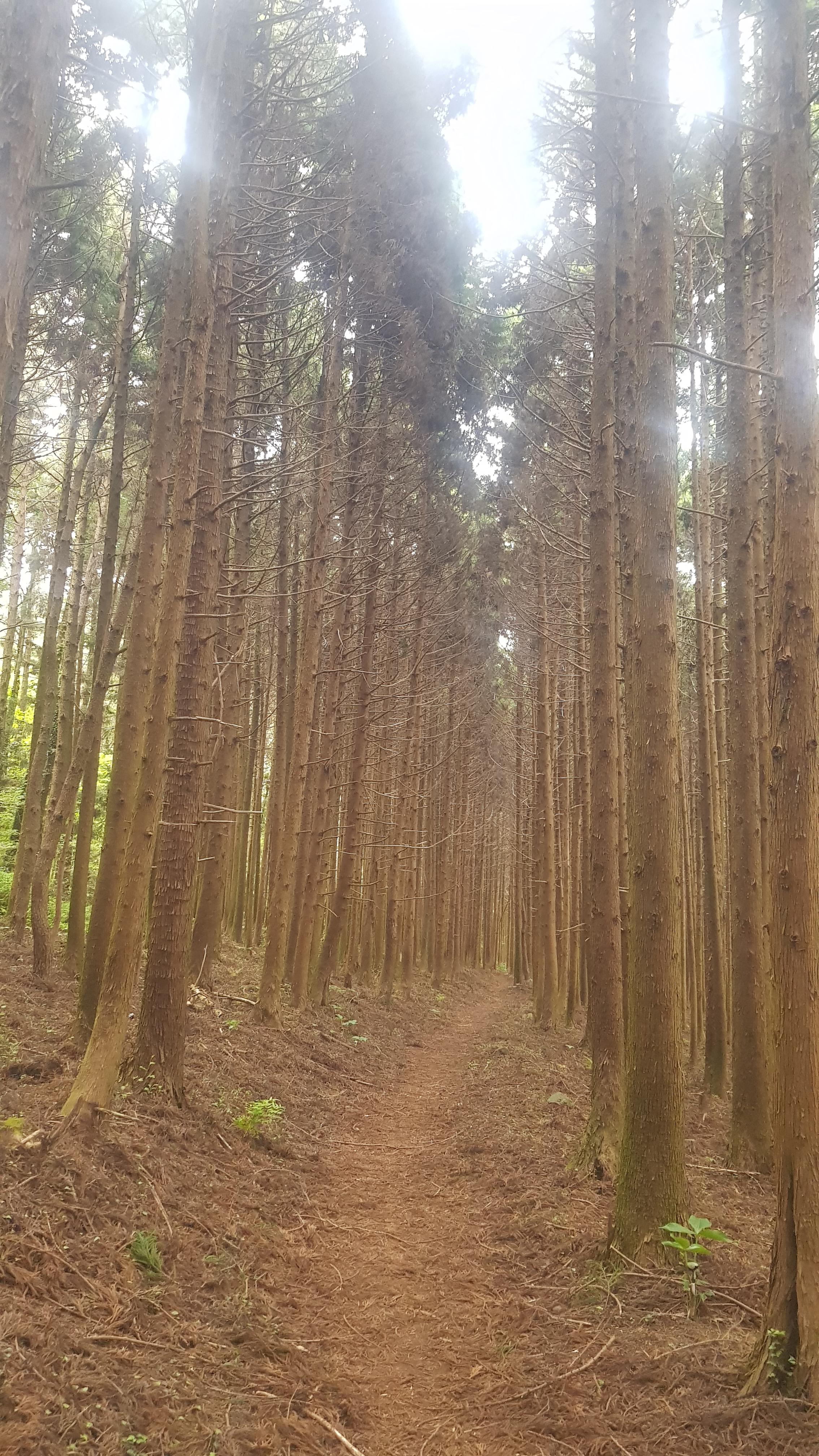제주도 거슨새미오름 &ndash; 숨겨진 자연의 보물!