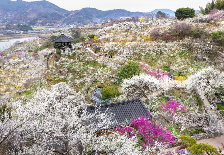 광양매화축제