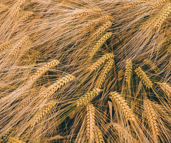 맥주효모의 영양성분