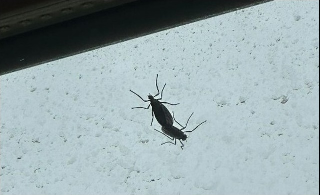 러브버그 퇴치방법 5가지 공유